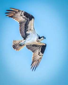Osprey Foto stock
