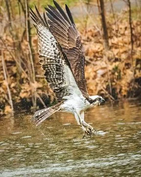 Osprey Stock Photos