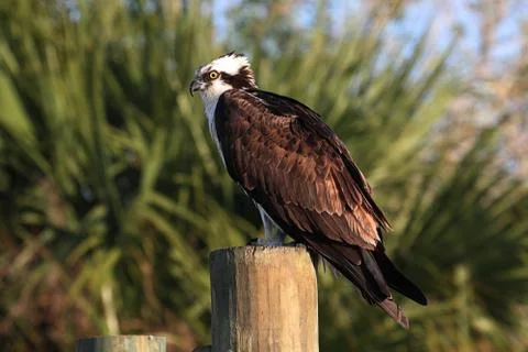 Osprey on a pole Stock Photos
