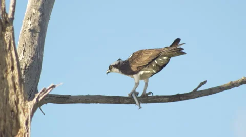 Osprey poops while eating needlefish in dead tree, 4K Stock Footage 46257084