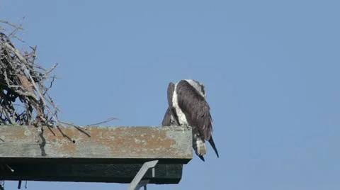 Osprey Preening Vidéo 11345053