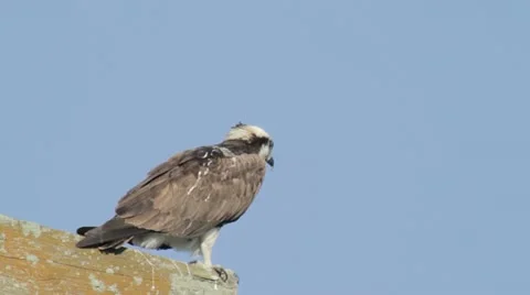 Osprey preening Vidéo 11386975