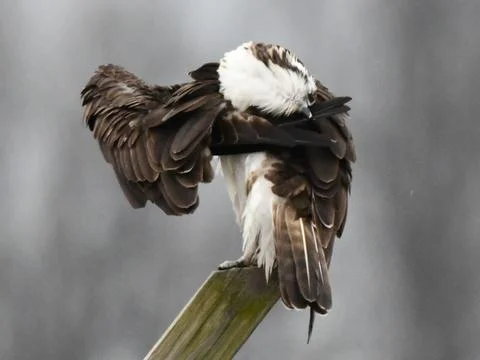 Osprey Preening Stock Photos