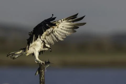The osprey with prey Stock Photos