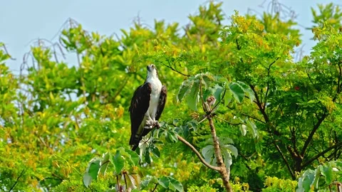 Osprey raptor perched on lush green tree branch looking around in sunny wild Stock Footage 343696199