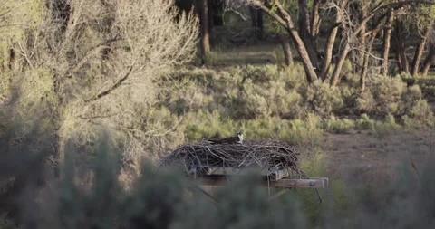 Osprey Reacting to Overhead Crows, Alert Scanning Sky, Medium Close Wildlife Sho Stockbeeldmateriaal 333272352