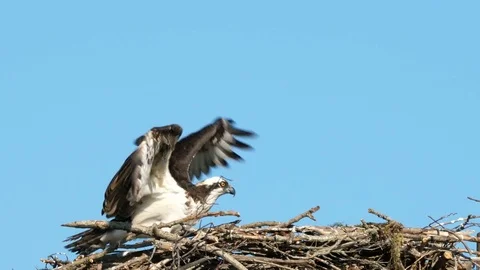 Osprey Returns To Its Nest Stock Footage