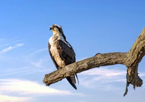 Osprey Reverence Stock Photos