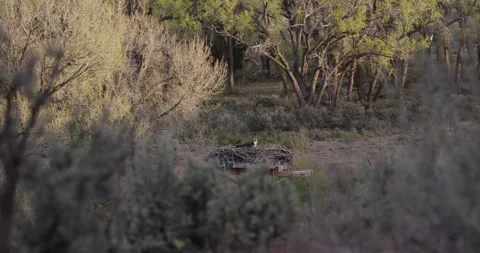Osprey Scanning Nest Area in Backlit Morning Light, Wide Wildlife Establishing S Stockbeeldmateriaal 333272569