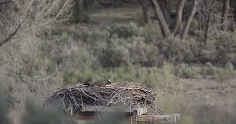Osprey Shaking Head and Light Nest Tending in Soft Early Morning Light, 7K Stockbeeldmateriaal 333273570