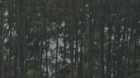 Osprey Shaking Water Off Itself Mid Flight Stock Footage 205319917