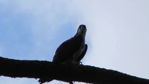 Osprey Silhouette Stock Footage 162403002