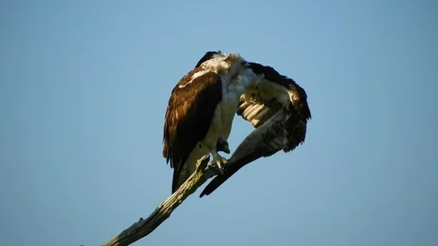 Osprey Sitting on Nest Box Stock Footage 128787134