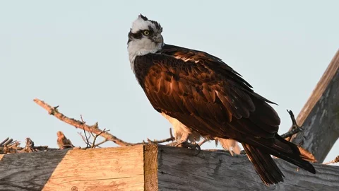 Osprey Sitting on Nest Box Stock Footage 128787142