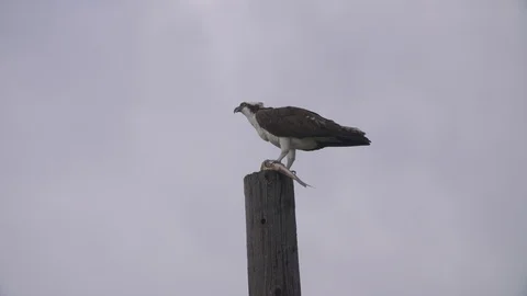 Osprey sitting on top of a pole eating a fish Stock Footage 119080893