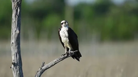 Osprey Sitting in a Tree Stock Footage 79868274