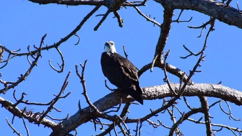 Osprey sitting in a tree Stock Footage 108516590
