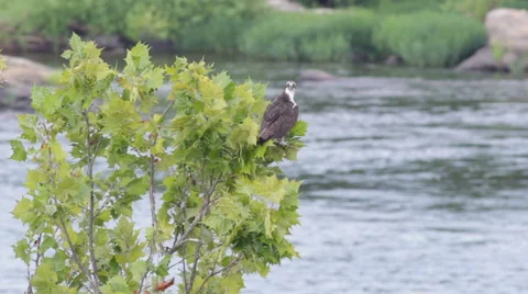 Osprey sitting in a tree over the James River, Richmond, Virginia Stock Footage 40649438