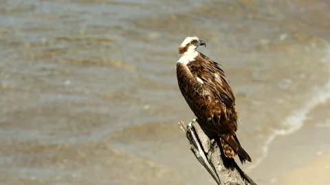 Osprey sitting on tree stump at beach Vídeos de archivo 322205156