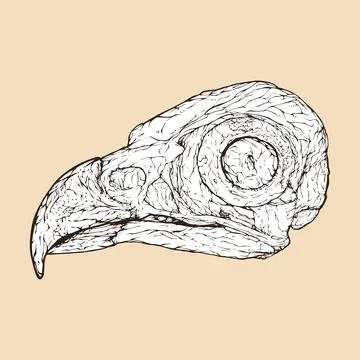 Osprey skull head vector illustration Illustrazione stock