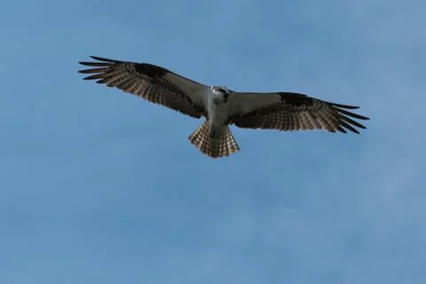 Osprey soaring in flight. Stock Photos