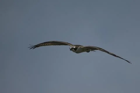 Osprey Soaring High Stock Photos