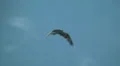 Osprey Soaring Overhead Against A Blue Sky HD Footage