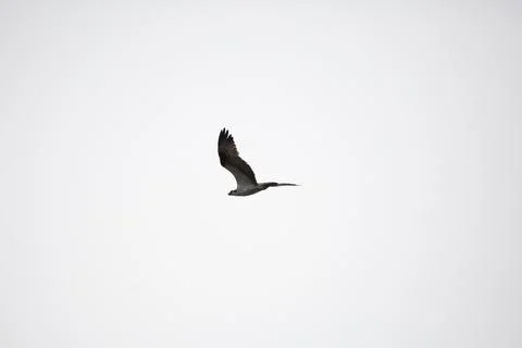 Osprey Soaring through the Sky Stock Photos