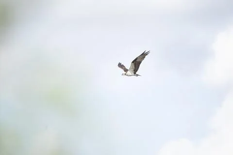 Osprey Soaring through the Sky Foto stock