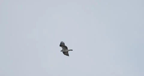 Osprey Soaring Through Sky in Smooth Flight, Detailed Raptor Wings, 7K 60fps Stockbeeldmateriaal 333266688