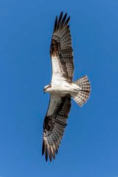 Osprey Soars Above Stock Photos