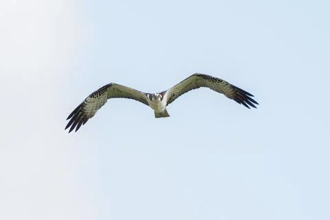 Osprey soars through sunny sky with wings spread wide Stock Photos