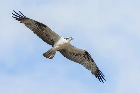 Osprey soars through sunny sky with wings spread wide Stock Photos