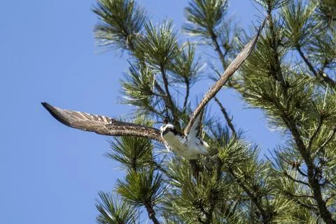 An osprey soars off  from a tree. Stock Photos