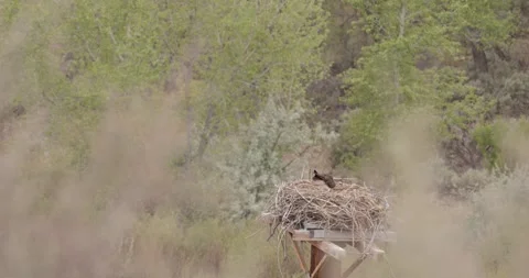 Osprey Standing and Moving Through Nest, Active Tending Behavior, San Juan Ospre Stockbeeldmateriaal 334136450
