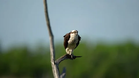 Osprey Standing on a Dead Tree Branch Stock Footage 222685797