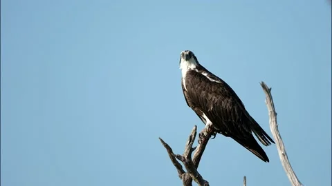 An Osprey Standing on a Dead Tree Stock Footage 160948478