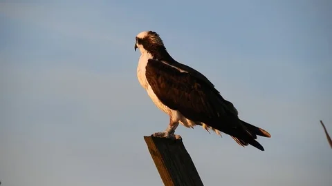 Osprey Standing on Nest Box Post Stock Footage 74906928