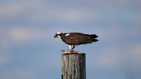 Osprey Standing on Piling Eating a Fish Stock Footage 186411054