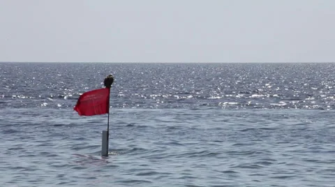 Osprey stands on the security red flag, El Fanar, Sharm El Sheikh, Egypt Stock Footage 39571393