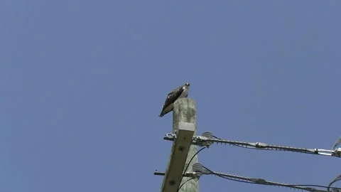 Osprey stares at camera then looks away Stock Footage 137212499