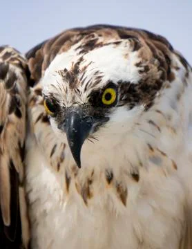 Osprey staring into the camera. Stock-Fotos