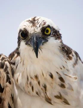 Osprey staring into the camera. Stock-Fotos