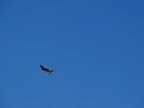 Osprey Swooping In Stock Photos