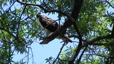 Osprey Takes Flight Stock Footage 162410511