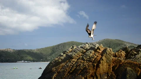 Osprey Takes Off Video stock 50177986
