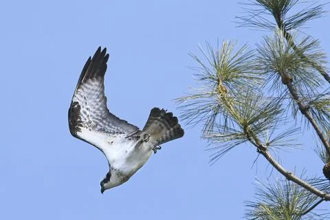 Osprey takes off from a tree. Stock Photos