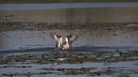 Osprey Taking Off From the Water Stock-Footage 75880880