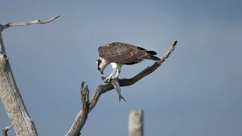 An Osprey in a Tree Eating A Fish Stock Footage 160242996