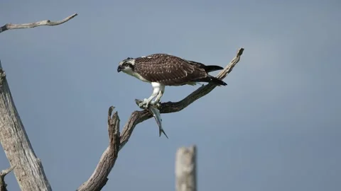 An Osprey in a Tree Eating A Fish Stock Footage 160242998
